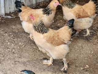 brahma-and-orpington-fertile-eggs-for-sale