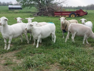 white-dorper-sheep-for-sale