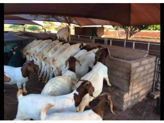 Free range Boer goats for sale