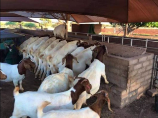 free-range-boer-goats-for-sale
