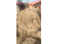 veld-gras-bale-te-koop-small-1