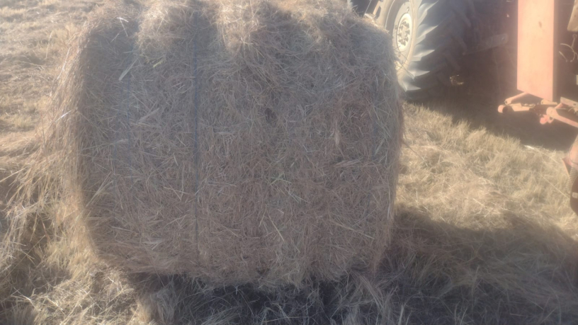 veld-gras-bale-te-koop-big-2