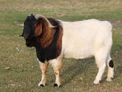 we-have-old-pure-bred-boer-malesfelmale