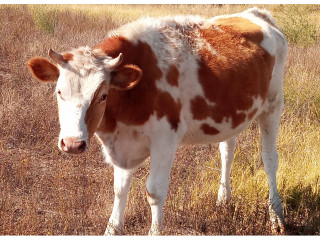 Oxen for Sale