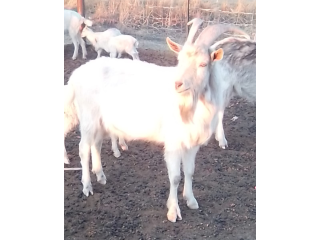 Big White Male Goat For Sale