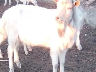 big-white-male-goat-for-sale