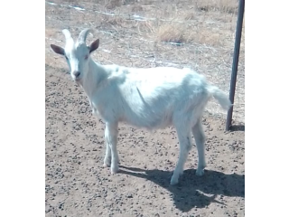 Young White Male Goat For Sale