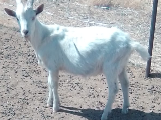 young-white-male-goat-for-sale