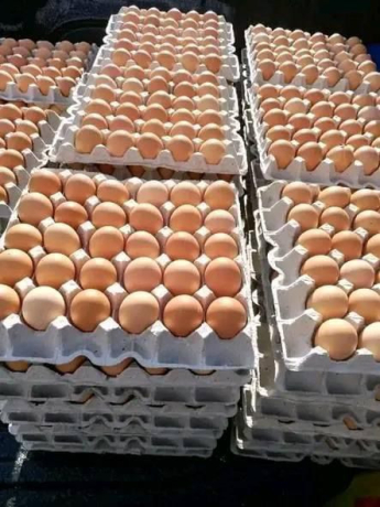 eggs-and-chicken-pieces-of-all-sizes-for-sale-big-1
