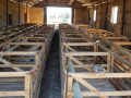 lambing-pens-shearing-floors-auction-docks-dosing-kraals-hospital-bays-and-more-small-2