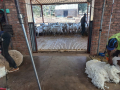 lambing-pens-shearing-floors-auction-docks-dosing-kraals-hospital-bays-and-more-small-5