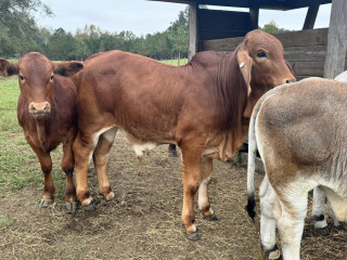 Brown Brahman Cattle for Sale
