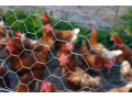 chicken-mesh-1200mmx25mmx50m-small-2