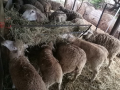 flock-of-mixed-ile-de-france-and-merino-sheep-for-sale-small-1
