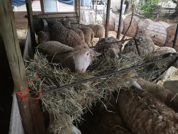 flock-of-mixed-ile-de-france-and-merino-sheep-for-sale-big-0
