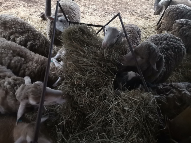 flock-of-mixed-ile-de-france-and-merino-sheep-for-sale-big-2