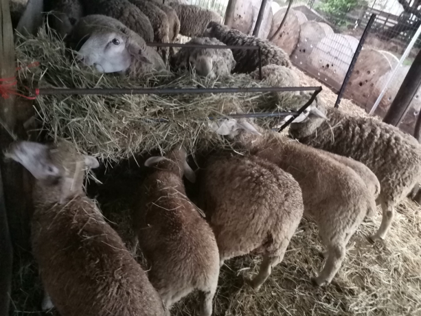 flock-of-mixed-ile-de-france-and-merino-sheep-for-sale-big-1