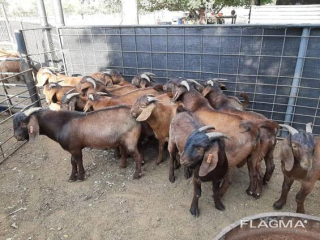 cheap-kalahari-goats