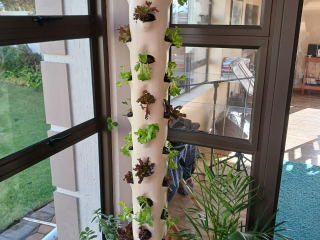 aeroponics-vertical-farming