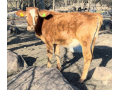 nguni-combo-4x-heifers-available-small-0