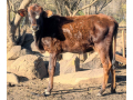 nguni-combo-4x-heifers-available-small-2