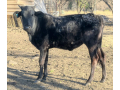 nguni-combo-4x-heifers-available-small-1