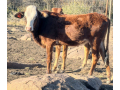 nguni-combo-4x-heifers-available-small-3