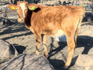 nguni-combo-4x-heifers-available