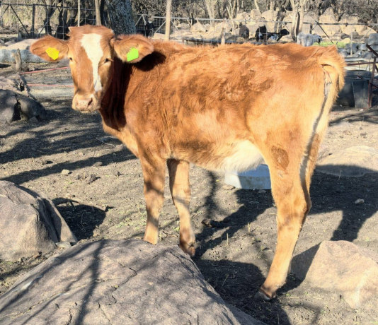 nguni-combo-4x-heifers-available-big-0