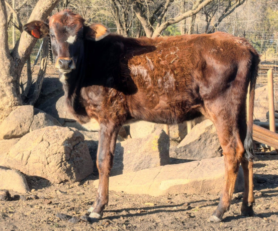 nguni-combo-4x-heifers-available-big-2
