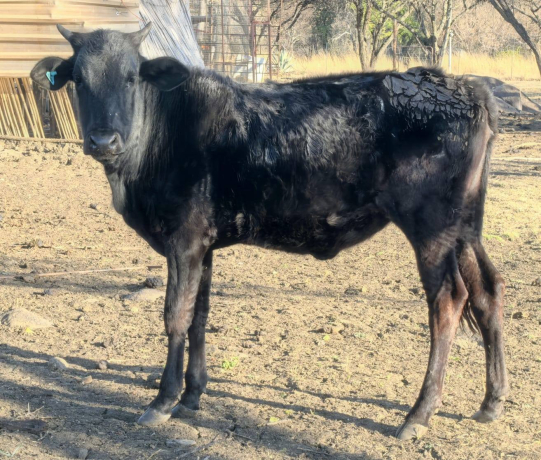nguni-combo-4x-heifers-available-big-1