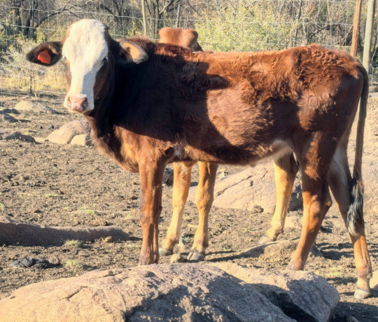 nguni-combo-4x-heifers-available-big-3