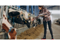 choose-digikraal-for-cow-prices-best-deals-on-healthy-cattle-small-2