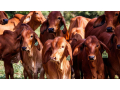 choose-digikraal-for-cow-prices-best-deals-on-healthy-cattle-small-3