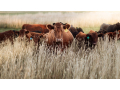 choose-digikraal-for-cow-prices-best-deals-on-healthy-cattle-small-0