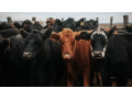 choose-digikraal-for-cow-prices-best-deals-on-healthy-cattle-small-1