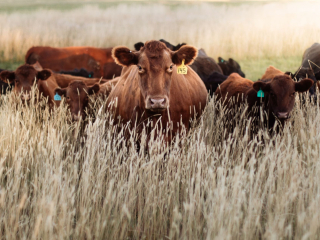 choose-digikraal-for-cow-prices-best-deals-on-healthy-cattle