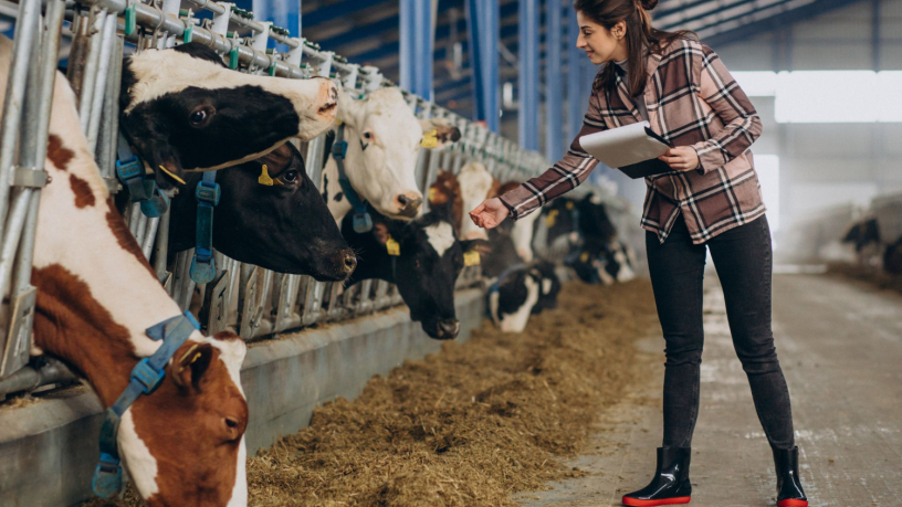 choose-digikraal-for-cow-prices-best-deals-on-healthy-cattle-big-2