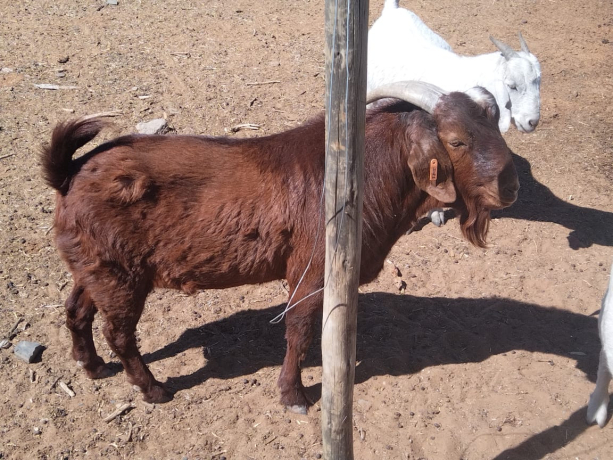 27-bokke-te-koop-big-5