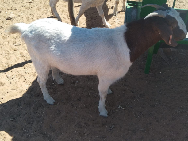 27-bokke-te-koop-big-1