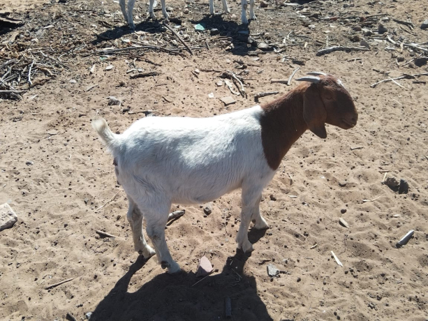 27-bokke-te-koop-big-2