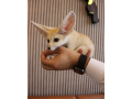 6-fennec-fox-few-weeks-old-small-0