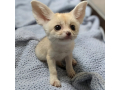 6-fennec-fox-few-weeks-old-small-1
