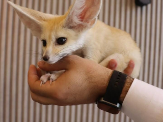 6-fennec-fox-few-weeks-old