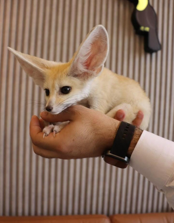 6-fennec-fox-few-weeks-old-big-0