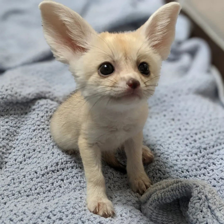 6-fennec-fox-few-weeks-old-big-1