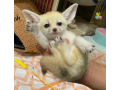 4-baby-cute-fennec-foxes-small-2