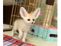 4-baby-cute-fennec-foxes-small-0