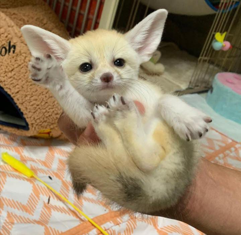4-baby-cute-fennec-foxes-big-2