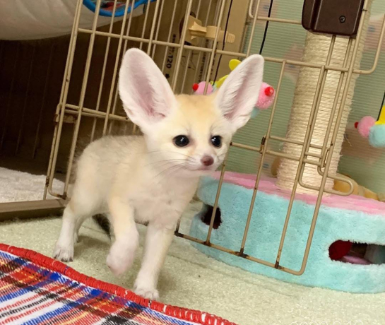 4-baby-cute-fennec-foxes-big-0